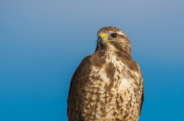 Close-up of a young Swainson's Hawk against blue sky (Buteo swainsoni)