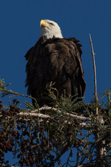 Closeup (1000mm) of a bald eagle standing on a tree, seen in the wild in  North California