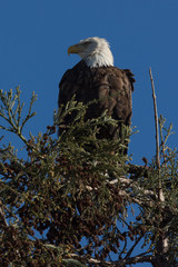 Closeup (1000mm) of a bald eagle standing on a tree, seen in the wild in  North California