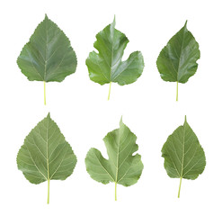 Green leaves collection of mulberry isolated on white background.
