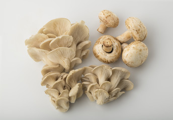Top View of Oyster Mushroom and Common Button Mushroom Isolated on White Background