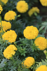 Yellow Marigold flower bloom.