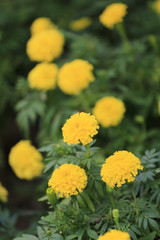 Yellow Marigold flower bloom.