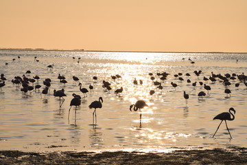 フラミンゴの群れ　その十八