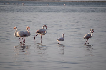 フラミンゴの群れ　その二十四