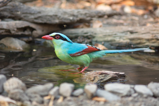 Common green magpie