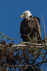 Closeup (1000mm) of a bald eagle standing on a tree, seen in the wild in  North California