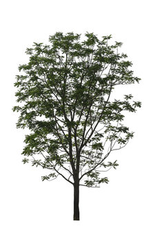 Green Tree isolated at on white background of file with Clipping Path .