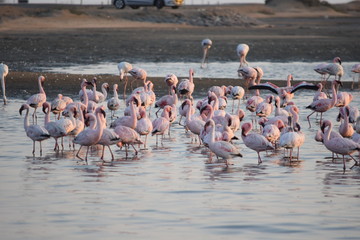 Naklejka premium フラミンゴの群れ その六十四