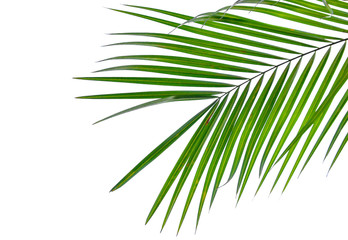 Green leaf of Coconut palm tree isolated on white background .