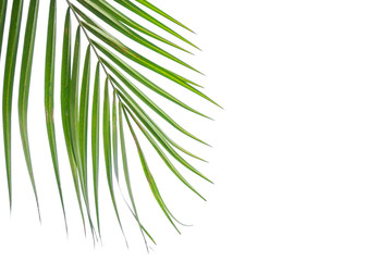 Obraz premium Green leaf of Coconut palm tree isolated on white background .