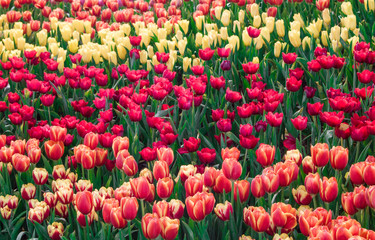 Beautiful tulip flowers on dark tone background