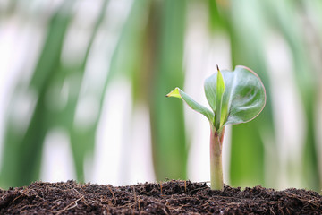 Seedlings of banana tree on soil in the vegetable garden.