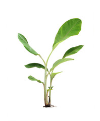 banana tree isolated on white background.