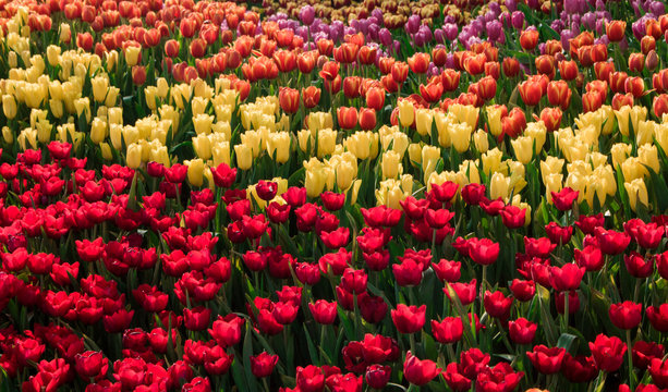 Beautiful tulip flowers on dark tone background