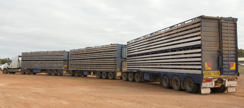  Three rig Road-train carrying sheep in outback Queensland, Australia.