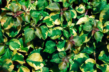 Fototapeta na wymiar Vibrance green colour leaf or leaves background pattern