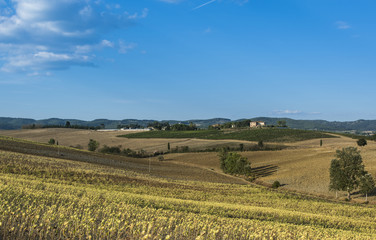 Fototapeta na wymiar Sunflower plantation in Tuscany
