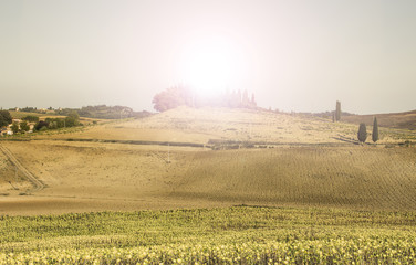 Fototapeta premium Sunflower plantation in Tuscany at sunrise.