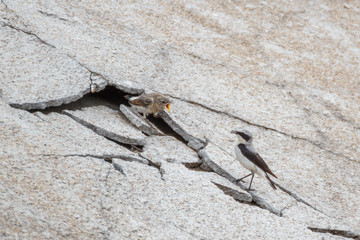Wheatear chick requires food