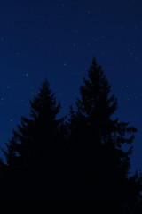 Fir trees against the background of the starry sky
