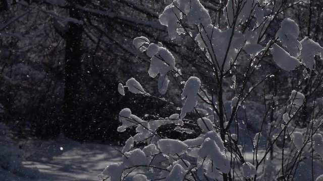 Winter sunny lyric scene with snowy and icy branches of bush in back light and snowflakes, flying and sparkling on shadowy forest background in slow motion, 240fps. Beautiful north or mountain nature.