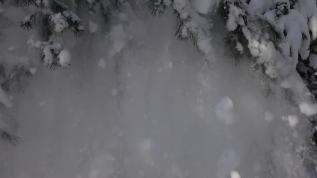 Excellent winter lyric scene with low pine branch, getting free of heavy snow cover. Beautiful north or mountain nature. Cold charm of snowy weather in evergreen forest. Amazing slow motion, 240fps.