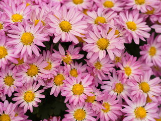 a colorful Aromatic Aster Flower with a natural morning light. somewhere call Chrysanthemums .