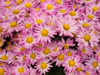 a colorful Aromatic Aster Flower with a natural morning light. somewhere call Chrysanthemums .