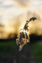 Late Afternoon in East Flanders