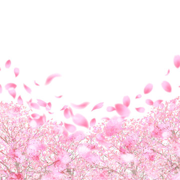 桜　春　花　背景 