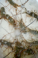 Live lobsters in the boiling water in Thailand