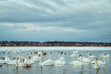 lot of swans on the lake