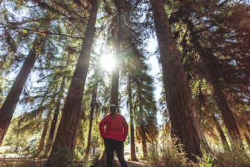 Woman in a redwood forest looking toward the sun as it peaks through the trees