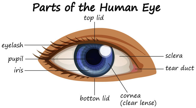 Diagram showing parts of human eye