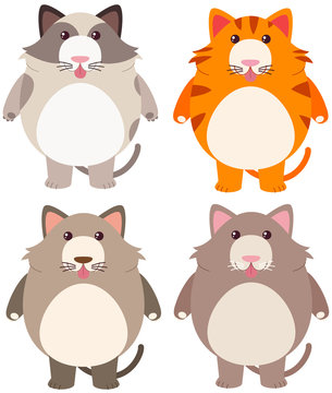 Four fat cats in different color