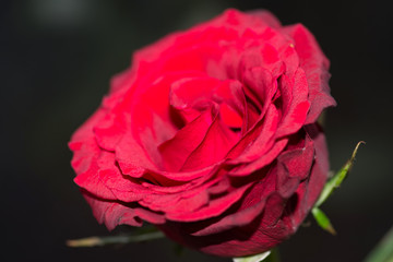 Nahaufnahme einer frischen, roten Rose
