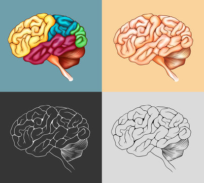 Human brain in four designs