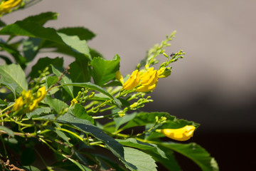 Close up of Yellow flower, Yellow elder