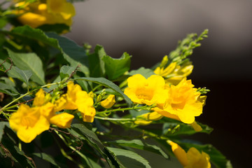 Close up of Yellow flower, Yellow elder