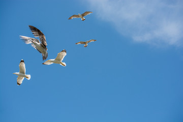 Flock of seagulls skying  in the sky