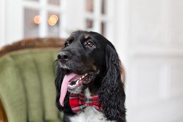 focus on the nose. Dog spaniel in a red bow tie in the interior of the light room. Pet is three years old sitting on a chair. Red checkered necktie. best and faithful friend