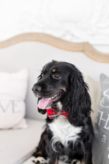 Dog spaniel in a red bow tie in the interior of the light room. Pet is three years old sitting on a chair. Red checkered necktie. best and faithful friend