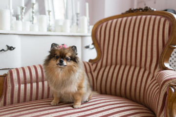 The Pomeranian is a breed of dog of the Spitz type. often known as a Pom. Pet sitting on a chair. best and faithful friend.