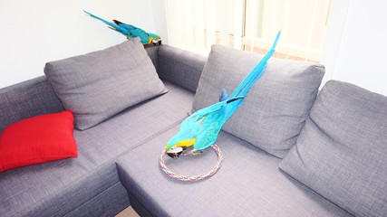 blue and gold macaw playing on grey Ikea couch lounge sofa © manpreet
