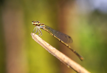 dragonfly in the nature