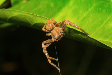 Crab spider , Thomisidae , Aarey Milk Colony , INDIA