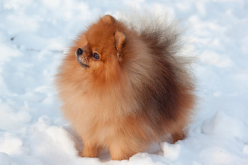 Beautiful pomeranian puppy is standing in a white snow. Pet animals. - obrazy, fototapety, plakaty