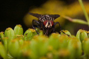 Housefly is sitting on a small green flowers. Animals in wildlife.