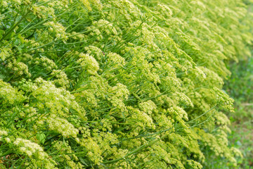 Background of the flowering parsley planting at selective focus